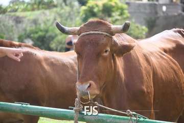 El Valle de los Nueve Alto celebra el día grande de sus fiestas patronales/Francisco Javier Santana.